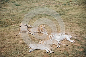 lion and lionesses sleep after lunch and hunting