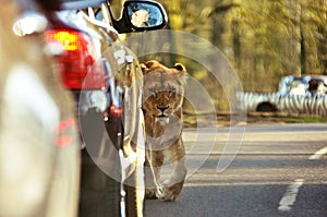 Lion in LongLeat