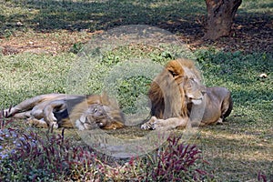 A lion lookin side way while other lion is taking rest.