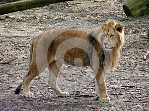 Lion Looking