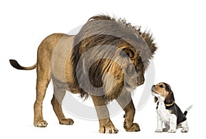 Lion looking at a beagle puppy