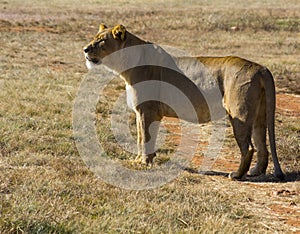 Lion looking for food in plains