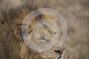 Lion looking right with full mane and red nose