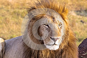 Lion looks in the frame. Masai Mara, Africa