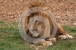 Lion lounging photo