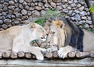 Lion Love and affection in the jerusalem zoo