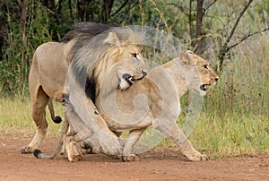 Lion Love photo