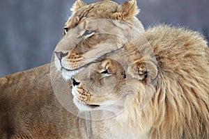 Lion lover