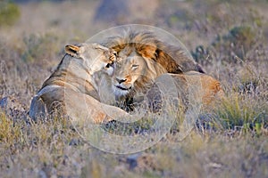 Lion Lovers