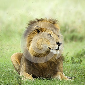 Lion lying down in the grass