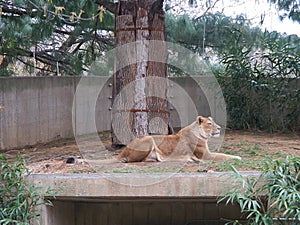 Lion is lying down and sleeping