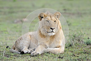Lion lying in grass
