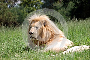 Lion lying on grass