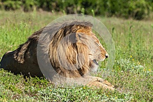 Lion lying in grass, roaring