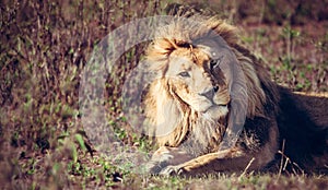 Lion lying on grass