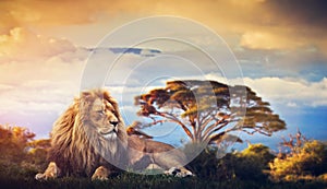 Lion lying in grass. Sunset over Mount Kilimanjaro
