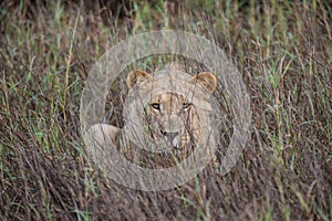 Lion lying in grass