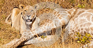 Lion lying next to a killed giraffe photo