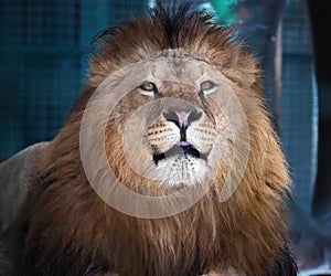 Lion lying proud king of animals