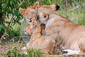 Lion lying and resting in a bush