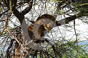 Lion lying on the tree safari Ngorongoro National Park Tanzania