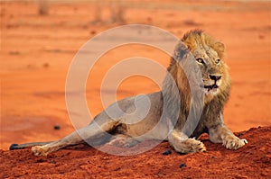 Lion lying in Tsavo National Park Africa