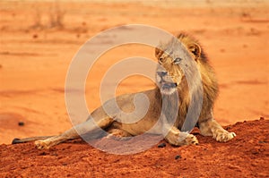 Lion lying in Tsavo National Park Africa looking left photo