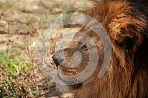 A lion lying and waiting patiently