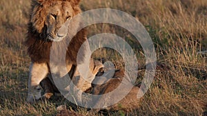 Lion in the Maasai Mara in Africa