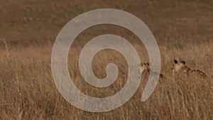 Lion in the Maasai Mara in Africa