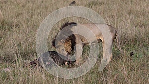 Lion in the Maasai Mara in Africa