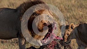 Lion in the Maasai Mara in Africa