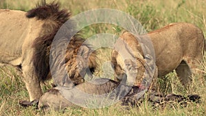 Lion in the Maasai Mara in Africa