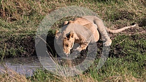 Lion in the Maasai Mara in Africa