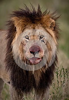 Lion in the Maasai Mara in Africa