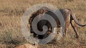 Lion in the Maasai Mara in Africa