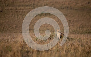 Lion in the Maasai Mara in Africa