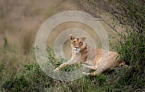 Lion in the Maasai Mara in Africa