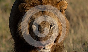 Lion in the Maasai Mara in Africa