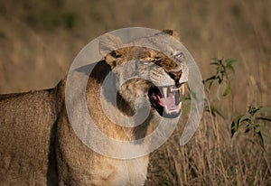 Lion in the Maasai Mara in Africa