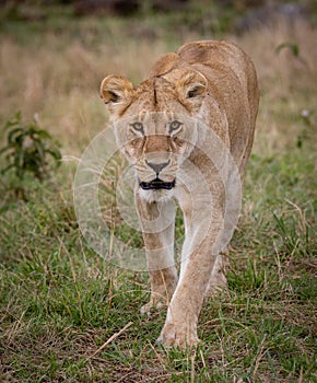 Lion in the Maasai Mara in Africa