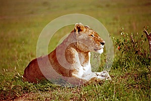 Lion, Maasai Mara Game Reserve, Kenya