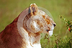 Lion, Maasai Mara Game Reserve, Kenya