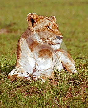 Lion, Maasai Mara Game Reserve, Kenya