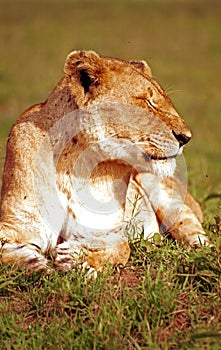 Lion, Maasai Mara Game Reserve, Kenya