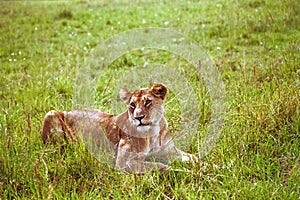 Lion, Maasai Mara Game Reserve, Kenya