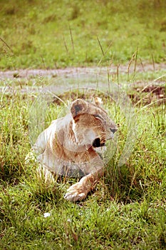 Lion, Maasai Mara Game Reserve, Kenya