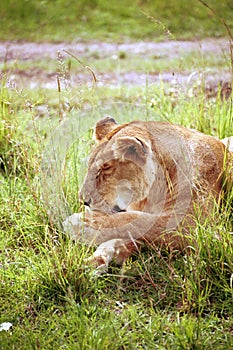 Lion, Maasai Mara Game Reserve, Kenya