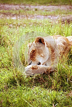 Lion, Maasai Mara Game Reserve, Kenya