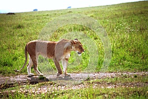 Lion, Maasai Mara Game Reserve, Kenya